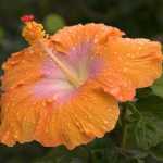 omid9669