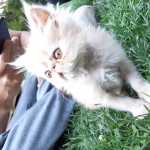Hossein_hot