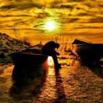 Havar