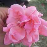 Omid88