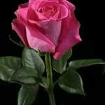 ahmad32