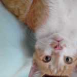 hamed2