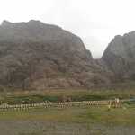 Farshid470933