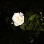 Farhad_homaii