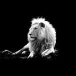 ali_khz