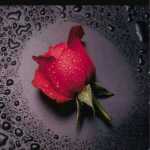 Alireza22651358