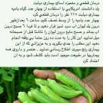 Saeed136866