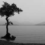 hamidreza_rf