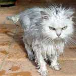 dirtycat