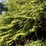 Monotonic