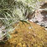 Mojtaba_jon