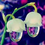 Raham