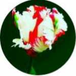 saeed9102656736