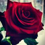 amirdj70
