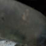bigfalus1