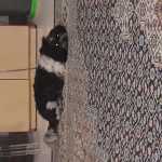 rezae