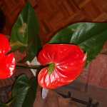 Araaman