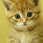 Shayan_r