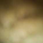 Mohsen123456