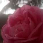 fatima7233