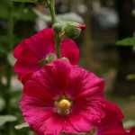 Aamad3692