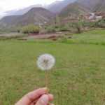 Meysam_rahaa
