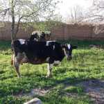 Ebru24