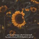 amir_12_24