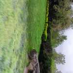 pooya2323