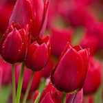 hashemy8742