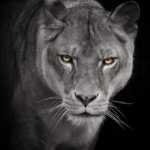 amir4942683