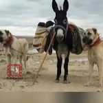 ashkan_svh