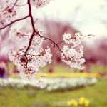 amir_amir6039