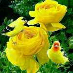 ARASH70