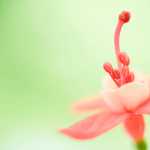 hamed_jv76
