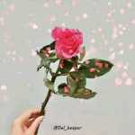 Sagad