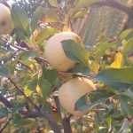 Gharib4655