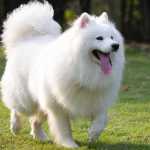 Mansour_so1