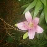Behnam92