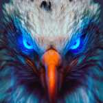 black_panter