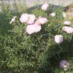 Amirbazli