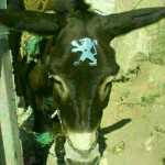 Shepel