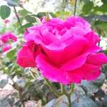 Jaanam_dash