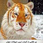 Alimohamady