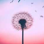 Shepesh