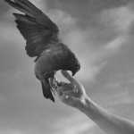 Hosseing