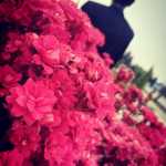Sajad13799