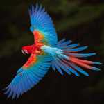 Daryush33