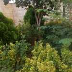 verygoodshahin