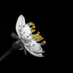 sajad4123